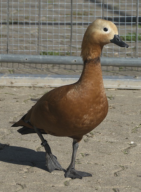 首秀